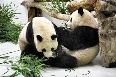 動物園 熊貓